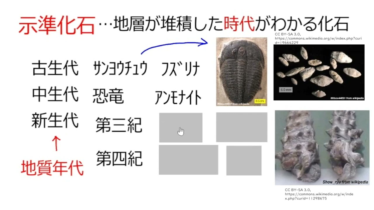 化石 D-3 【公式通販】