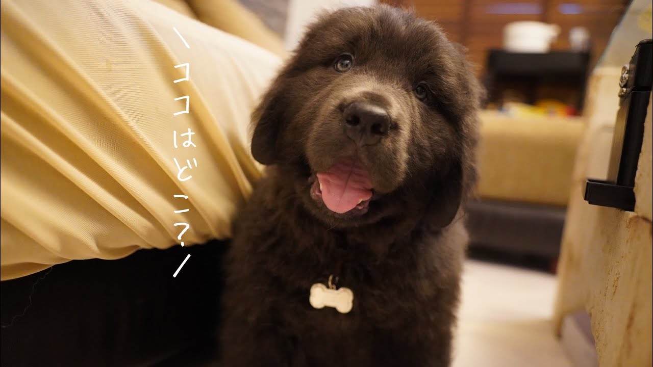 ニューファンドランド（親子）【犬】ユージン ニューファンドランド