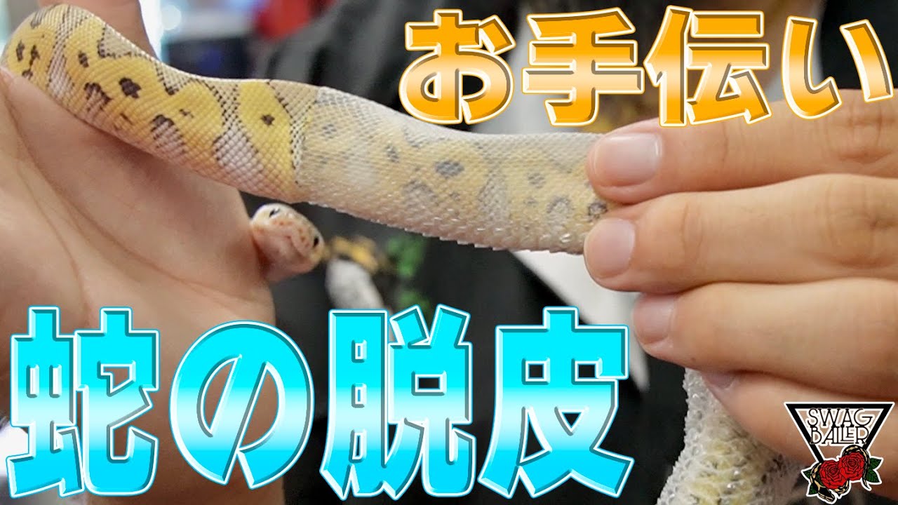 ○○】アルビノボールパイソン蛇の抜け殻脱皮殻2025年巳年金運