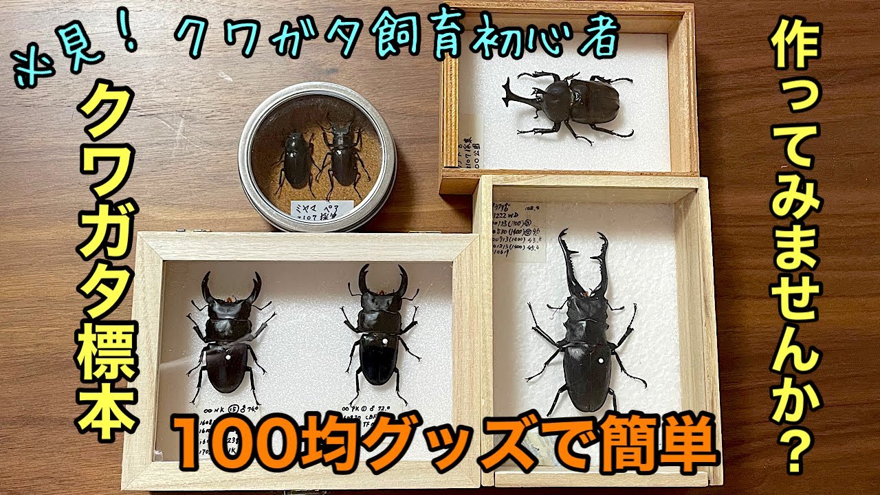 クワガタ標本セット➂ 保存状態良好 クワガタ標本セット➂ 保存状態
