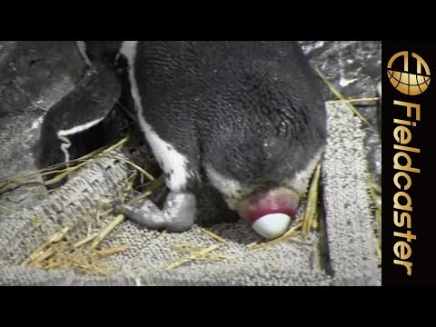 Rare] The moment penguins lay their eggs - YouTube