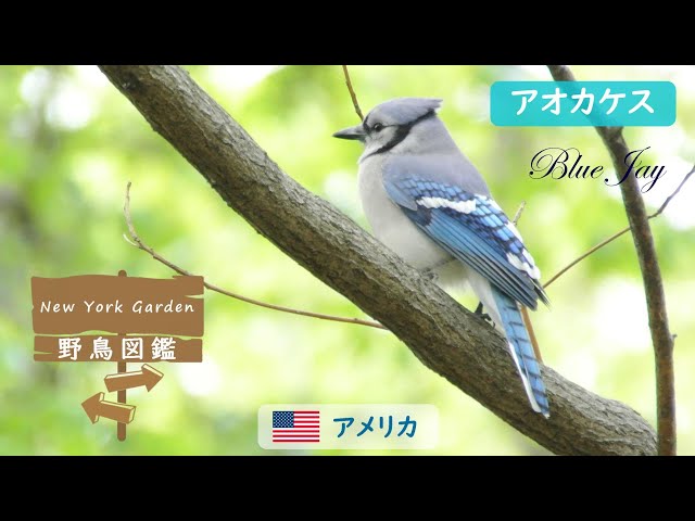 Wild bird encyclopedia: Blue Jay - YouTube