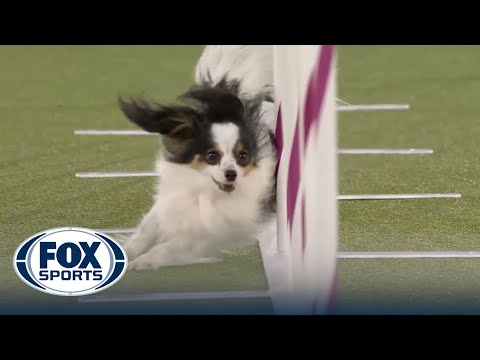 Lark the Papillon wins 8