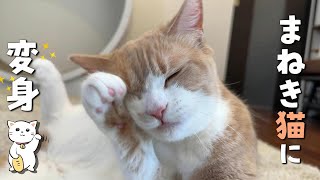 A cat that turns into a beckoning cat when groomed - YouTube