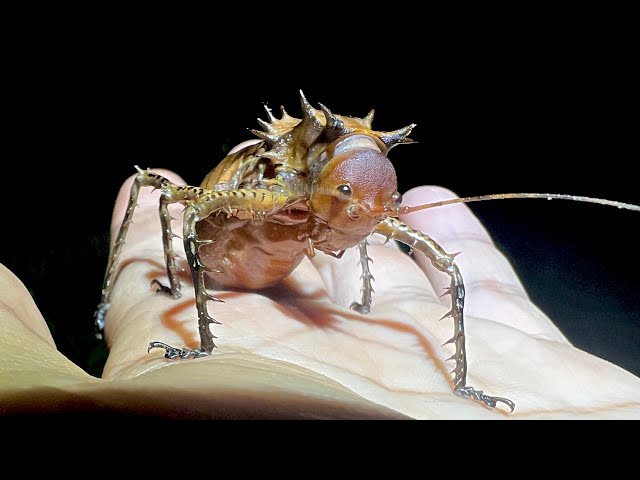 A monster cricket wearing an armor of thorns was captured deep in