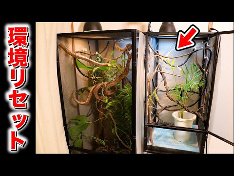 Cleaning the chameleon cage! [Chameleon breeding] - YouTube