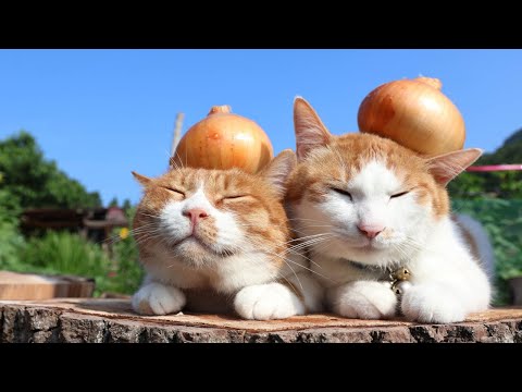 玉ねぎ のせ猫 250827 - YouTube