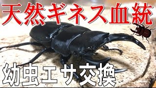 ☆昆虫採集☆虫取り網☆最長6m18cm クワガタムシ・カブトムシの