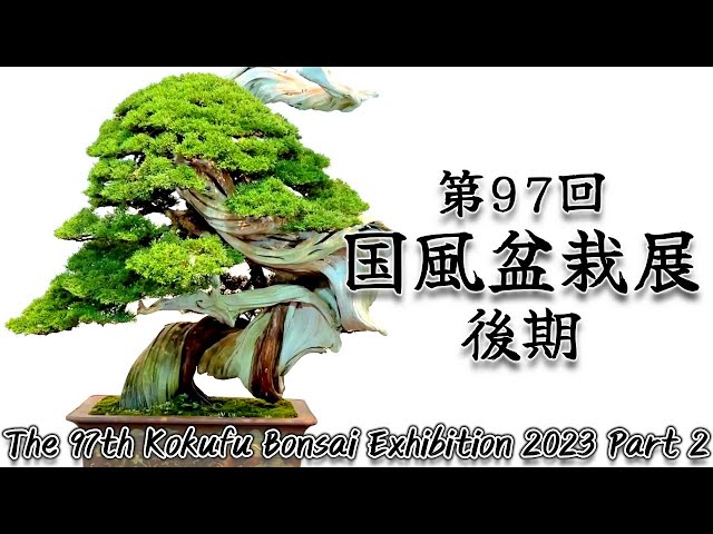 盆栽】第97回 国風盆栽展 後期【Bonsai】The 97th Kokufu Bonsai