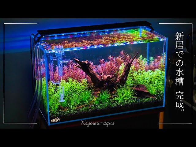 アクアリウム 流木 レイアウトセット 60cmスリム水槽 熱帯魚・水草水槽