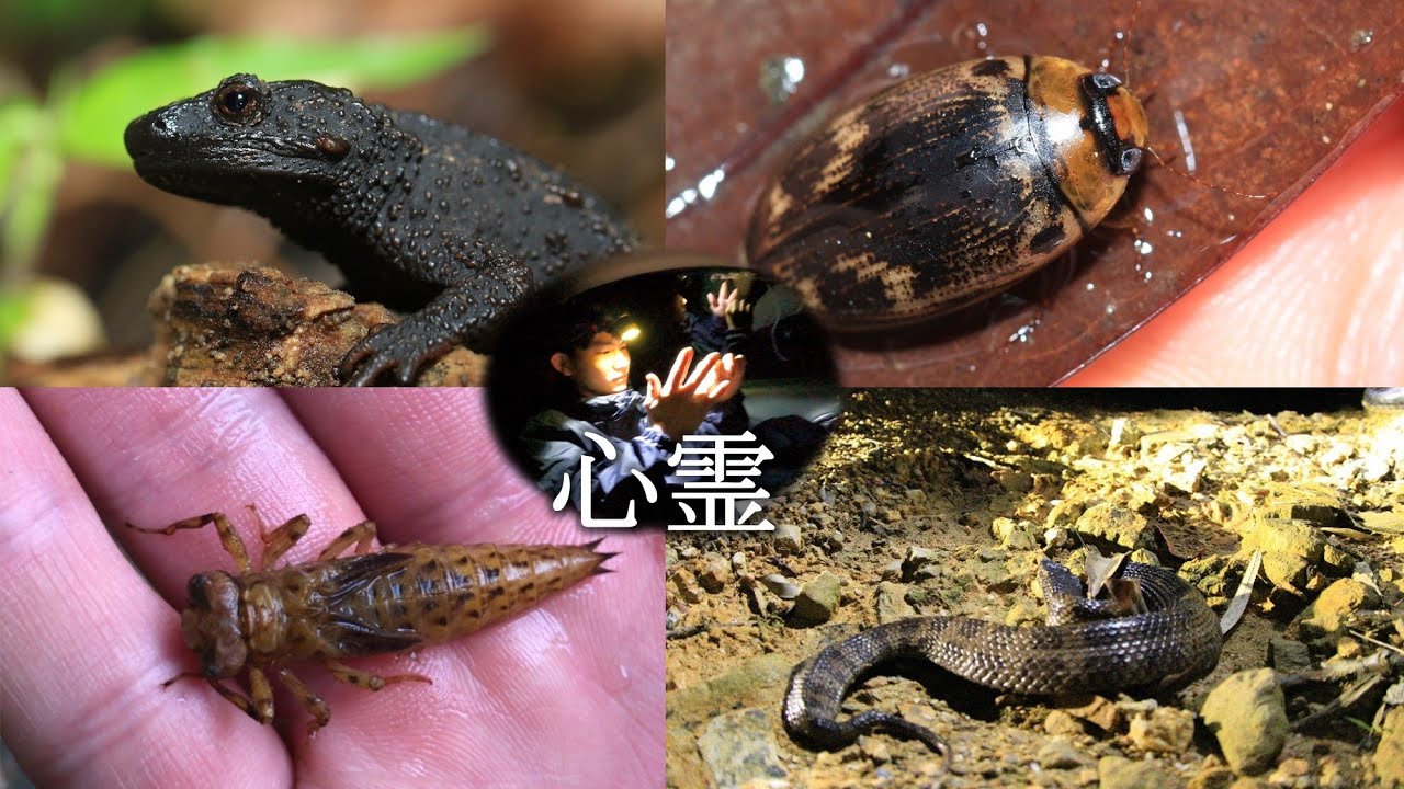 沖縄遠征！夜の森で生き物満喫ツアー！再び心霊現象に襲われたジョー