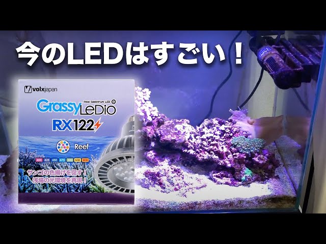 値下げ⭕️Grassy LeDio RX122s Reef スタンドセット GrassyLeDio