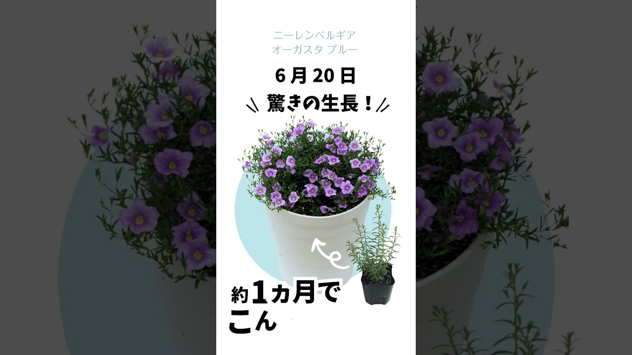 ニーレンベルギア オーガスタ | PROVEN WINNERS (PW)【植物の国際