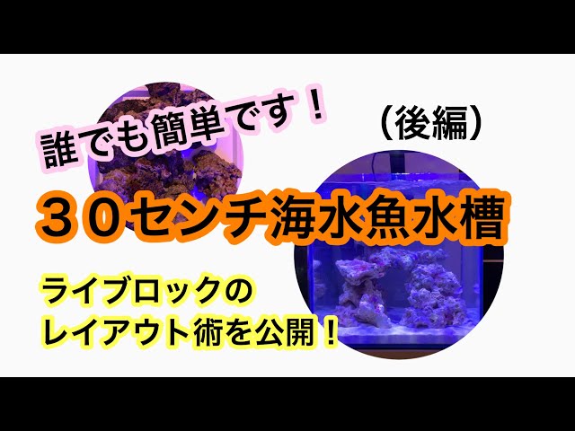 30cm 水槽用ホワイトコーラル型石 レイアウト済 人口ライブロック サンゴ