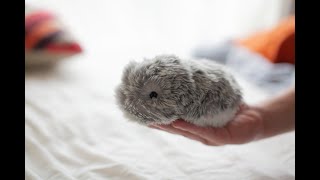 AIで生き物のように育てる ペット型ロボット「MOFLIN」 | AXIS Web