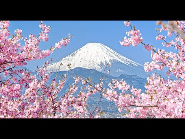 桜と富士山の写真 額入り 【公式通販】