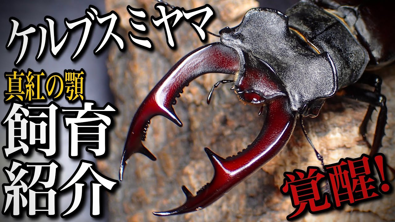 Introduction to the European stag beetle and egg-laying set [Stag