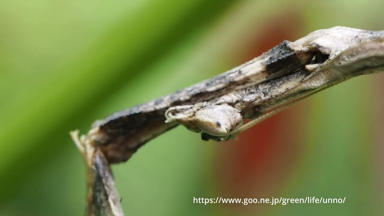 マレーシア産 カレエダカマキリ 129mm マレーシア産 カレエダカマキリ