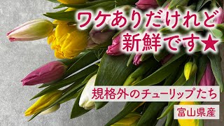 ワケあり チューリップ 50本〈富山県産〉☆規格外ですが、新鮮です