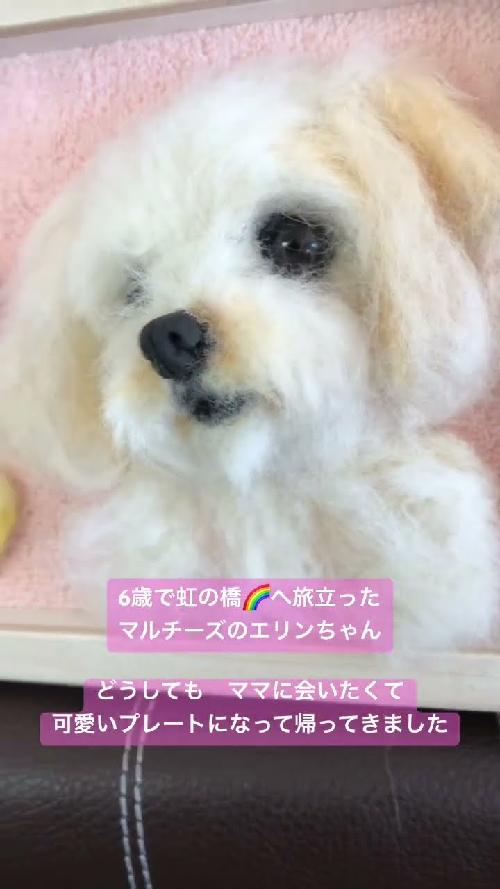 羊毛フェルト マルチーズ 家族 羊毛フェルト マルチーズ 家族