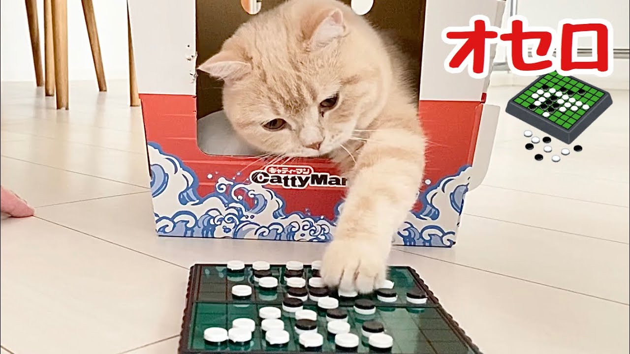 猫オセロ】飼い主がオセロをしていたら突然参加してくるまる猫www Cat