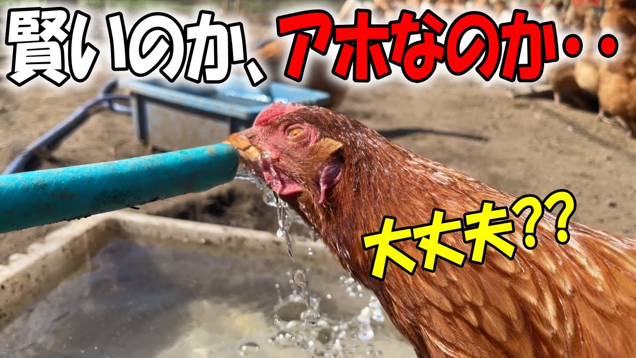 A genius chicken has been discovered that can drink water in a