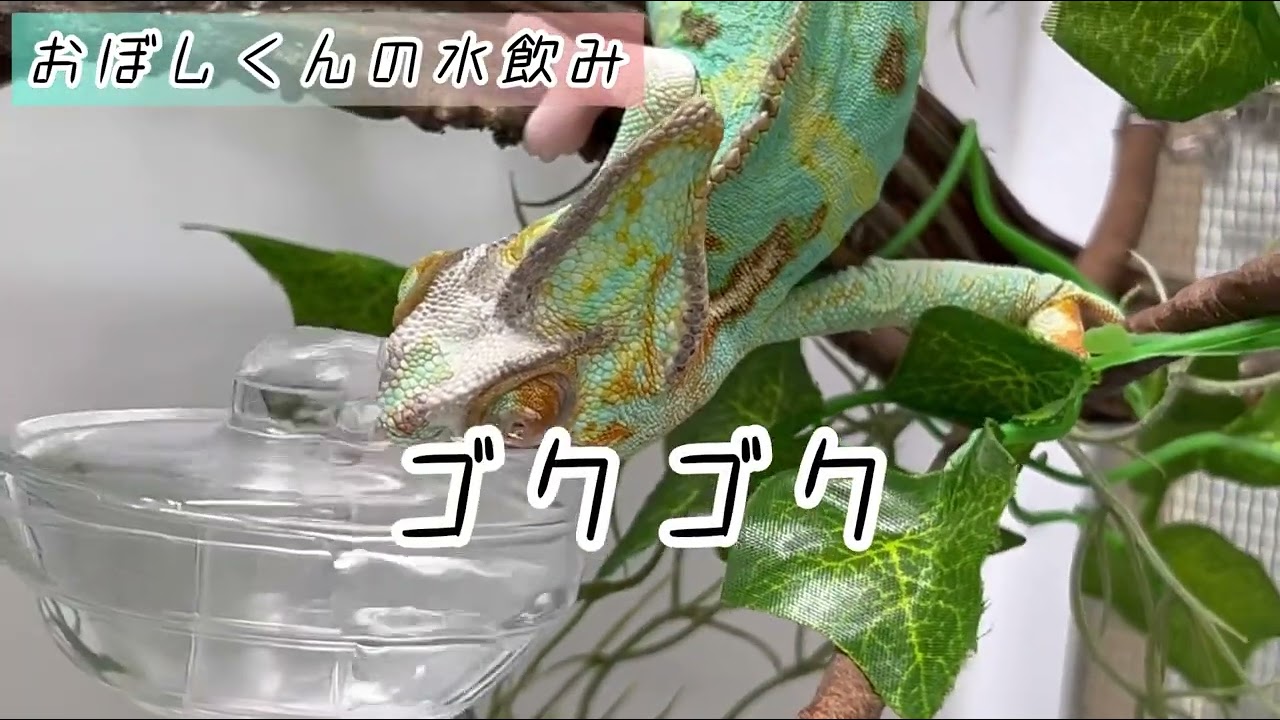 レビルウォーターサーバーPLUS【レビルクイーン】樹上生物の水飲み