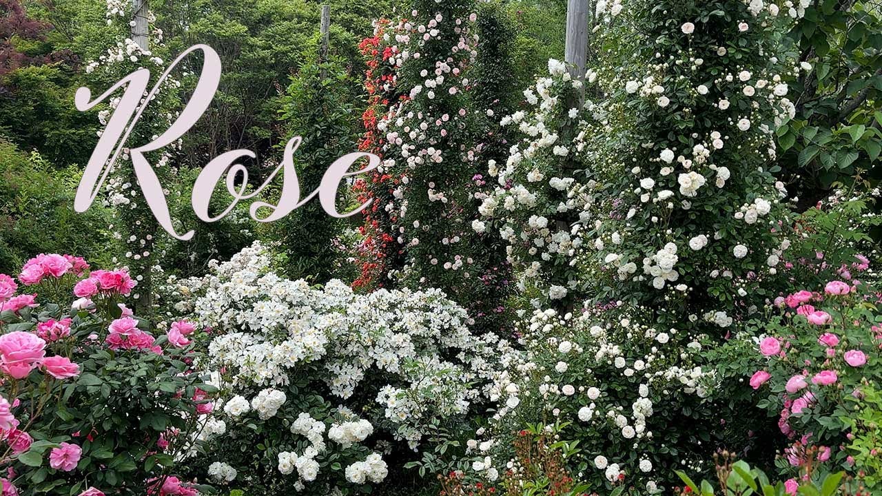 バラ図鑑 15】2025春3回目 満開の京成バラ園 166品種 2025.5.16