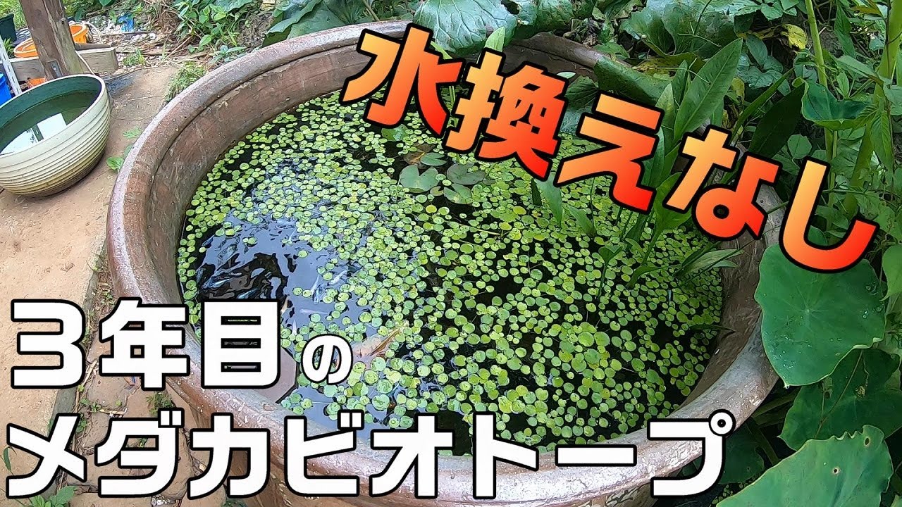 水換えの要らないビオトープ 【公式通販】