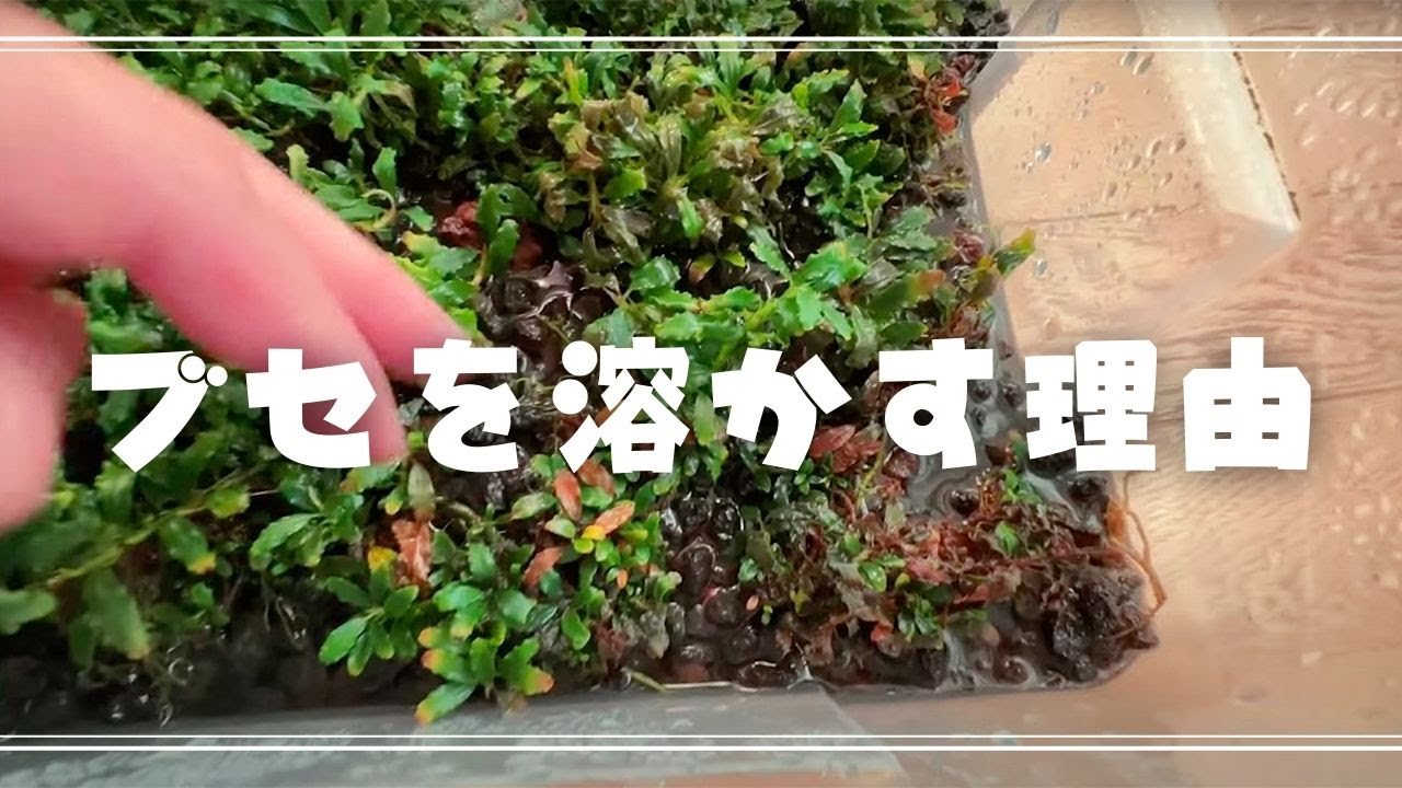 ブセファランドラsp.クダガン アヌビアスナナ アヌビアスナナ