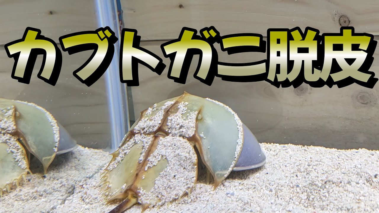 レア‼偶然、カブトガニの脱皮の瞬間に立ち会えました！ - YouTube