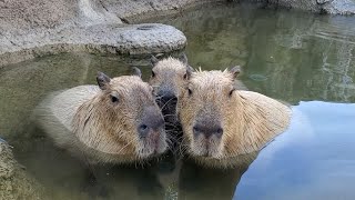 しゃっくりが止まらないカピバラさん。Capybara Hiccups 神戸どうぶつ