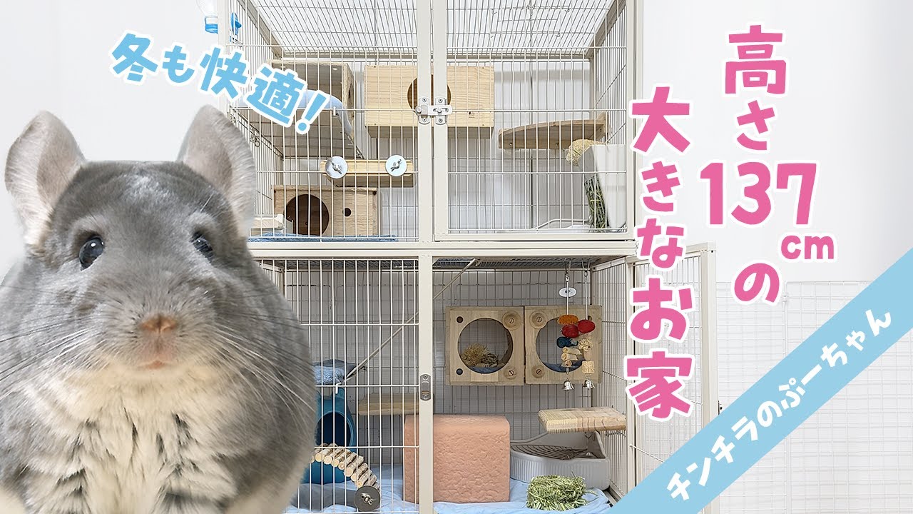 4階建て大型ケージ】チンチラの巨大ケージルームツアー！Chinchilla