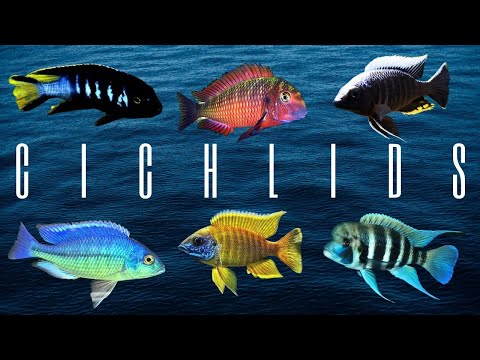 洋書 マラウイ シクリッド Malawi Cichlids2 洋書 マラウイ