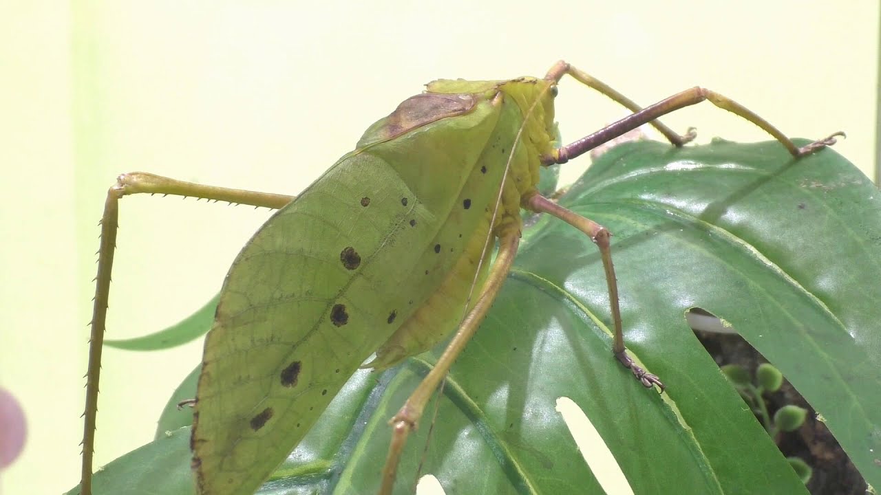 デパート 送料無料 大きな声で威嚇するアシナガオオコノハギスのメス
