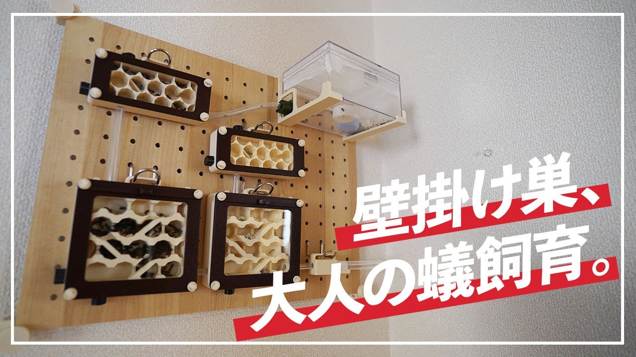 Buy a wall-mounted ant rearing kit! 