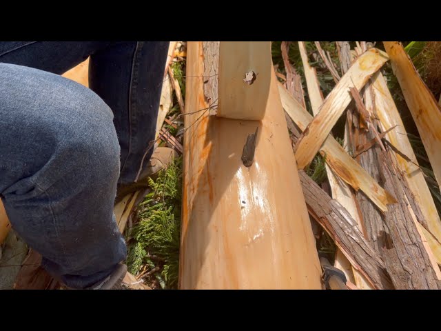 杉の木の皮むき - YouTube