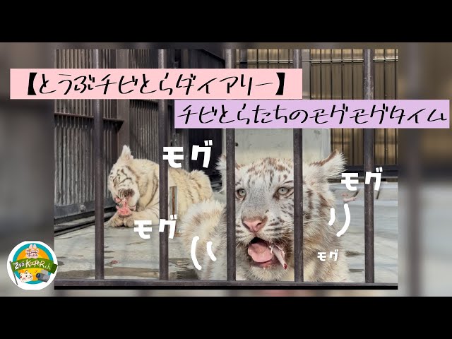 とうぶチビとらダイアリー チビとら兄弟のモグモグタイム】東武動物