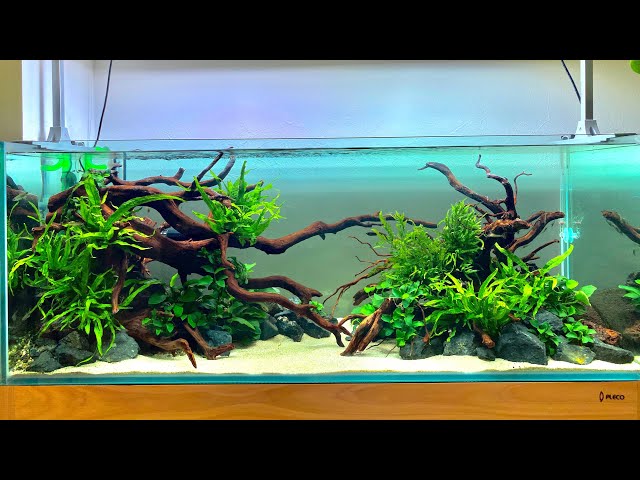 アクアシステムクリスティプレーン90s流木レイアウトセットおまけ付き