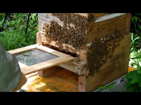 日本みつばち巣箱 底板2タイプ（夏冬交換）5段重箱 巣落ち、スムシ、暑