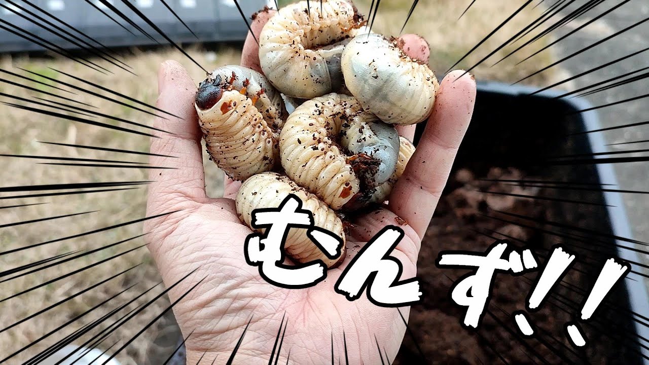 国産カブトムシ】幼虫100匹超！！最後のマット交換。 - YouTube