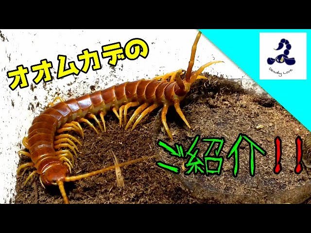 超特大ロブスターオオムカデセンチピード標本 全長35cm程 奇蟲