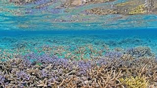 探訪 沖縄・慶良間諸島国立公園 透明な楽園ケラマブルー - YouTube