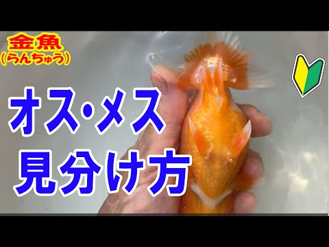TOM43らんちゅうノーブル - YouTube