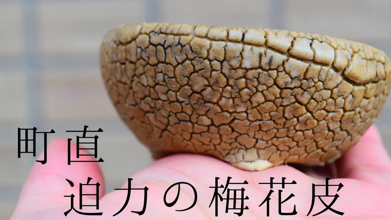 盆栽鉢紹介！町直 Machinao Bonsaipot - YouTube