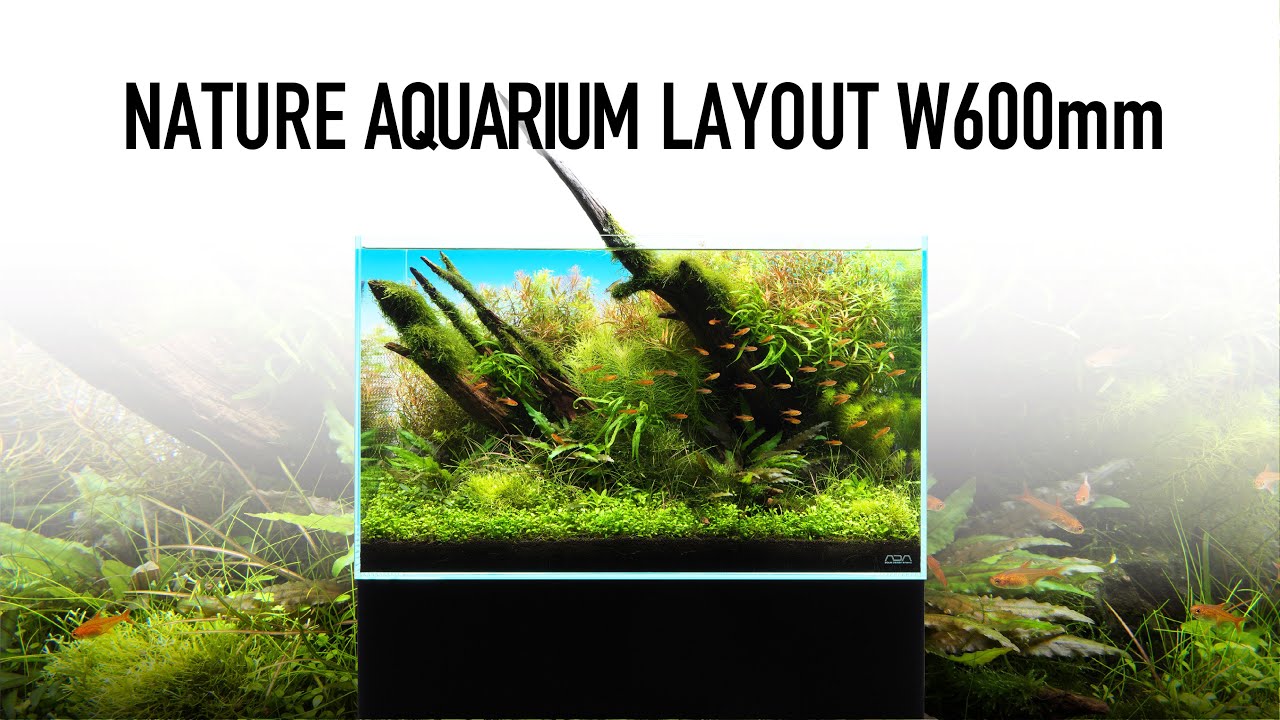 ADAview] W600mm Nature Aquarium Layout【EN/JP Sub.】 - YouTube