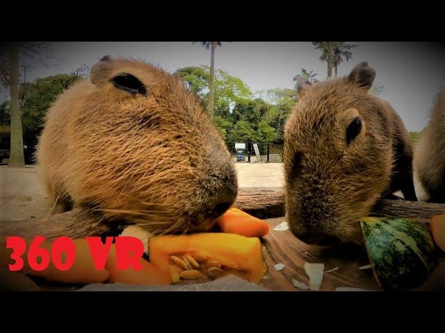 Vegetable eaten by capybara 4K VR 360 - YouTube