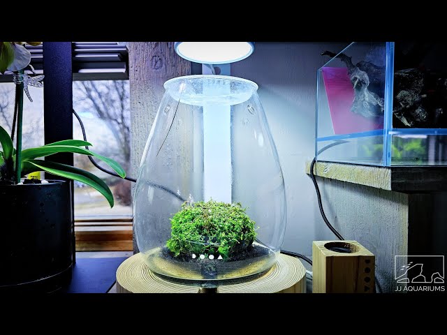 水槽 ADA WABIKUSA BASE No Soil! Simple Nano Aquascape Setup