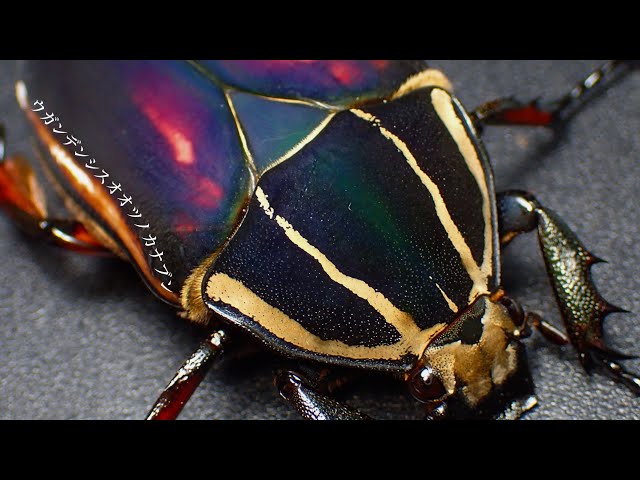 ウガンダ ウガンデンシス トルクアータポギー 全てC品 ウガンダ