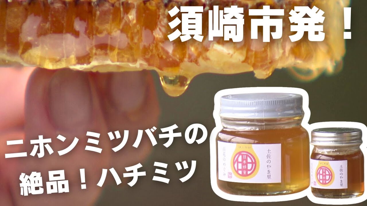 希少！須崎産の「ニホンミツバチのハチミツ」 - YouTube